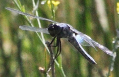 Libellula nodisticta