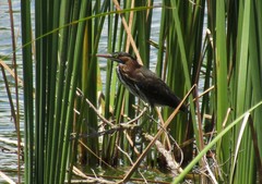 Butorides virescens image