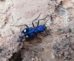 Pseudoxycheila tarsalis