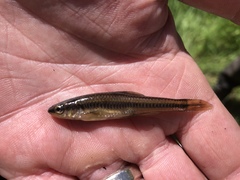 Notropis heterolepis