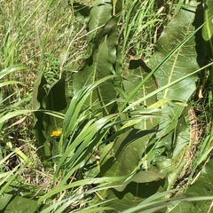 Wyethia amplexicaulis