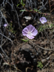 Clarkia bottae