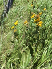 Wyethia amplexicaulis