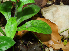 Myosotis sylvatica sylvatica