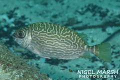 Siganus spinus