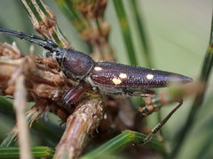 Eburophora octoguttata