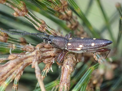 Eburophora octoguttata