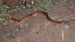 Lampropeltis polyzona