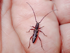 Eburophora octoguttata