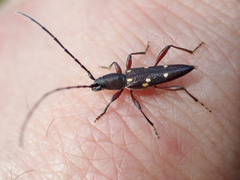 Eburophora octoguttata