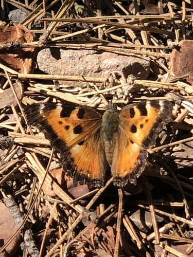 iNaturalist observation photo of California Tortoiseshell