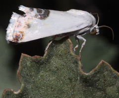 Acontia coquillettii