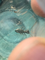 Parvindela cursitans