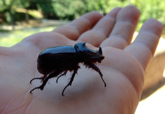 Oryctes nasicornis corniculatus