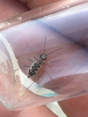 Ellipsoptera wapleri