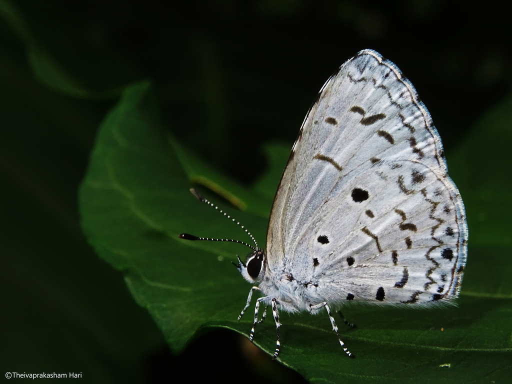 Common Hedge Blue