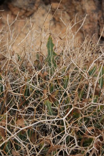 Launaea lanifera image