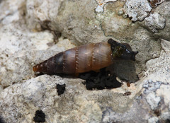 Leucostigma candidescens