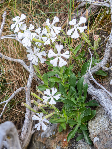 Silene requienii
