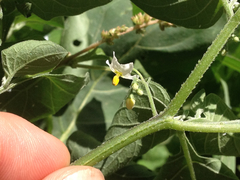 Solanum nigrum