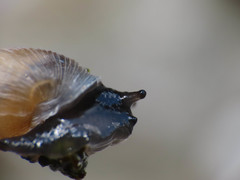 Leucostigma candidescens