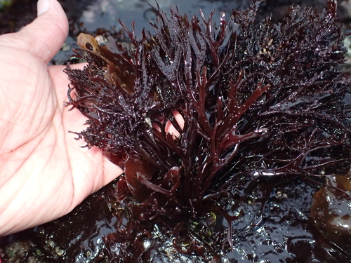 Image of Mastocarpus jardinii by (c) Allison Gong, some rights reserved (CC BY)