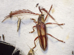 Piesarthrius marginellus