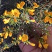 Pultenaea renneri - Photo (c) Julie K, some rights reserved (CC BY-NC), uploaded by Julie K