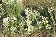 Astragalus pectinatus