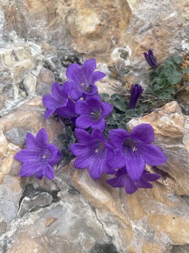 Campanula morettiana, photograph 2