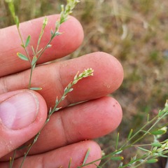 Diarthron vesiculosum, photograph Alexander Dubynin, CC BY, iNaturalist via GBIF