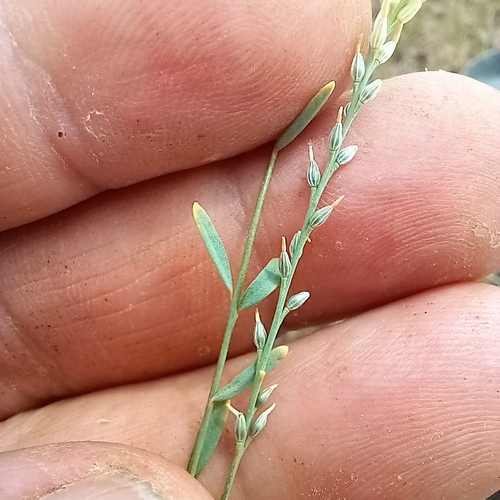 Diarthron vesiculosum, photograph 5