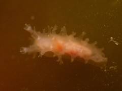 Tritonicula myrakeenae