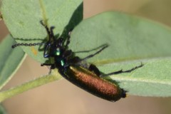 Lytta nuttalli