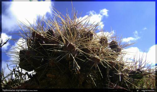 Tephrocactus nigrispinus