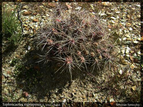 Tephrocactus nigrispinus