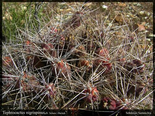 Tephrocactus nigrispinus