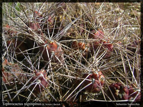 Tephrocactus nigrispinus