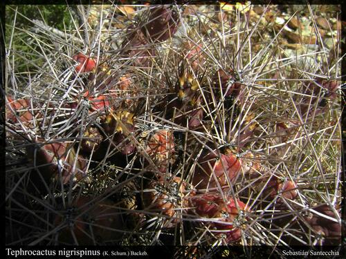 Tephrocactus nigrispinus