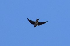 Tachycineta bicolor