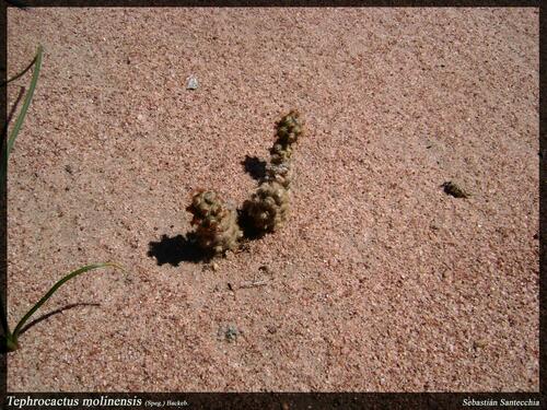 Tephrocactus molinensis