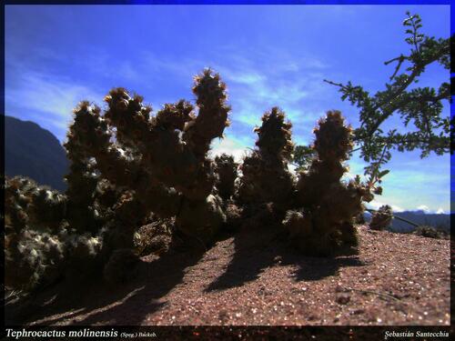 Tephrocactus molinensis