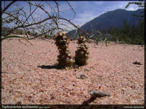 Tephrocactus molinensis