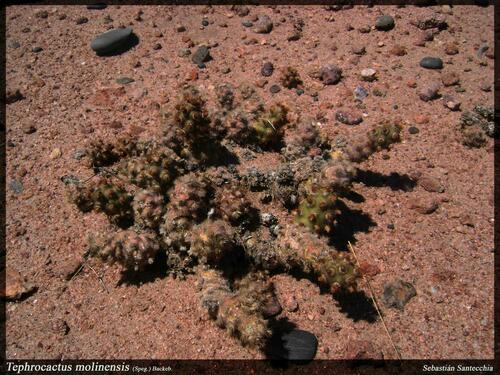 Tephrocactus molinensis