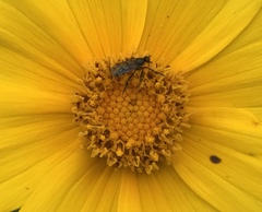 Empis clausa