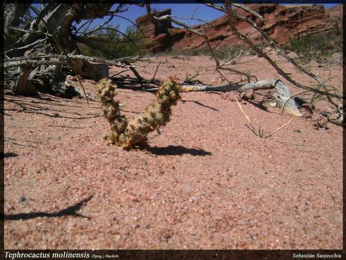 Tephrocactus molinensis