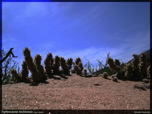 Tephrocactus molinensis
