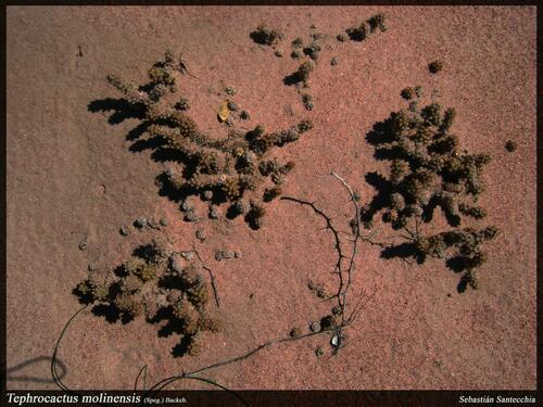 Tephrocactus molinensis