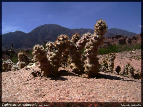 Tephrocactus molinensis