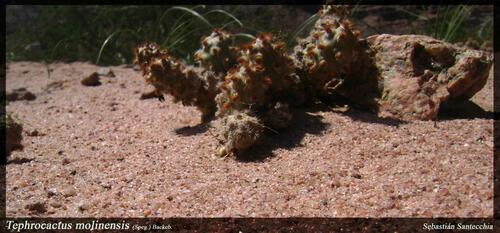 Tephrocactus molinensis